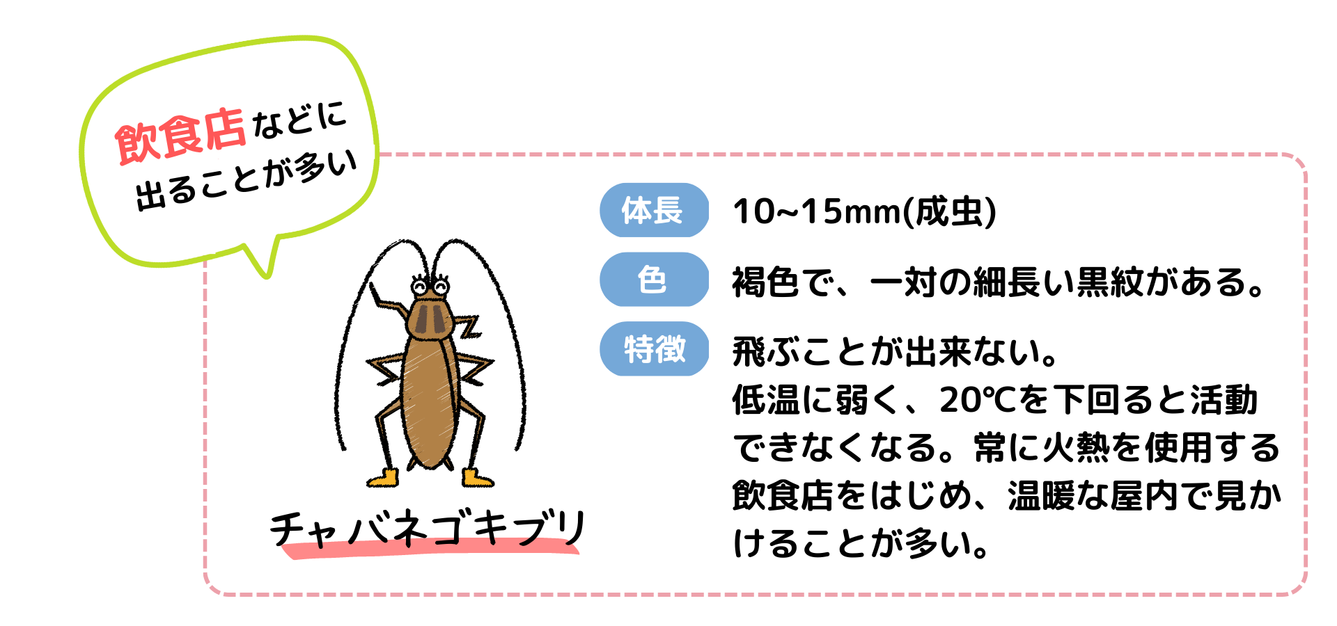 チャバネゴキブリの特徴